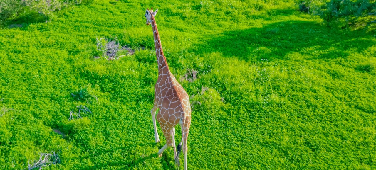 11Discover the Enigmatic Somali Giraffe