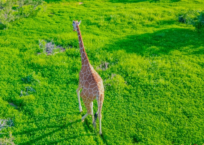 11Discover the Enigmatic Somali Giraffe